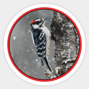 Downy Woodpecker in Snow Photograph Sticker